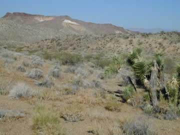 canyon1.jpg