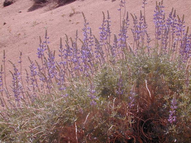 DSCN0381.jpg